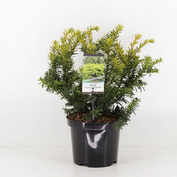 Warentuin Natuurlijk - Taxus baccata summergold 25-30 cm