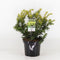 Warentuin Natuurlijk - Taxus baccata summergold 25-30 cm