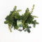 Warentuin Natuurlijk - Taxus baccata summergold 25-30 cm