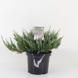 Warentuin Natuurlijk - Juniperus hor blue chip 35 cm