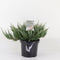Warentuin Natuurlijk - Juniperus hor blue chip 35 cm