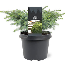 Warentuin Natuurlijk - Picea mariana Nana 15-20 cm Conifeer