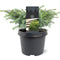 Warentuin Natuurlijk - Picea mariana Nana 15-20 cm Conifeer