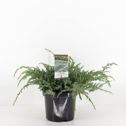 Warentuin Natuurlijk - Juniperus squamata blue carpet 30 cm