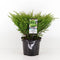 Warentuin Natuurlijk - Juniperus hor andorra compact 55 cm