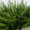 Warentuin Natuurlijk - Juniperus hor andorra compact 55 cm