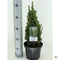 Warentuin Natuurlijk - Picea glauca zuckerhut
