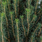 Warentuin Natuurlijk - Picea glauca zuckerhut