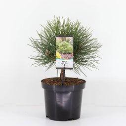 Warentuin Natuurlijk - Pinus nigra nana