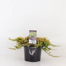 Warentuin Natuurlijk - Juniperus hor golden carpet 30 cm
