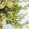 Warentuin Natuurlijk - Juniperus hor golden carpet 30 cm