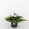 Warentuin Natuurlijk - Juniperus hor prince of wales 30 cm