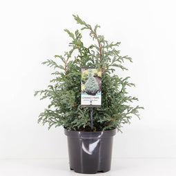 Warentuin Natuurlijk - Chamaecyparis pis baby blue 45 cm