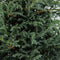 Warentuin Natuurlijk - Chamaecyparis pis baby blue 45 cm