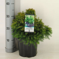 Warentuin Natuurlijk - Cryptomeria jap monstrosa nana 45 cm