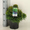 Warentuin Natuurlijk - Cryptomeria jap monstrosa nana 45 cm