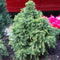 Warentuin Natuurlijk - Cryptomeria jap monstrosa nana 45 cm