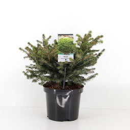 Warentuin Natuurlijk - Picea abies nidiformis 30-40 cm