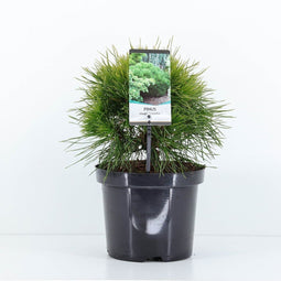 Warentuin Natuurlijk - Pinus mugo varella