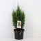 Warentuin Natuurlijk - Chamaecyparis law snow white 55 cm