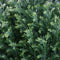 Warentuin Natuurlijk - Chamaecyparis law snow white 55 cm