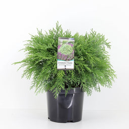 Warentuin Natuurlijk - Chamaecyparis law globosa 45 cm