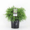 Warentuin Natuurlijk - Chamaecyparis law globosa 45 cm