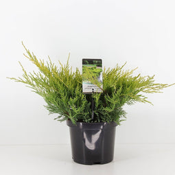 Warentuin Natuurlijk - Juniperus pfitzeriana old gold 35 cm