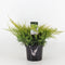 Warentuin Natuurlijk - Juniperus pfitzeriana old gold 35 cm