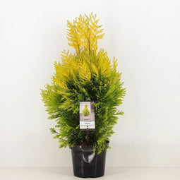 Warentuin Natuurlijk - Thuja plicata 4ever goldy