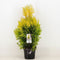 Warentuin Natuurlijk - Thuja plicata 4ever goldy
