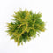 Warentuin Natuurlijk - Thuja plicata 4ever goldy