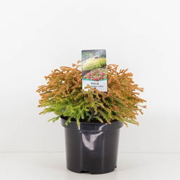 Warentuin Natuurlijk - Thuja occidentalis golden tuffet