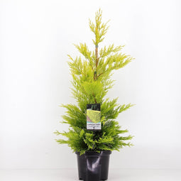 Warentuin Natuurlijk - Cupressocyparis leyl gold rider 65 cm