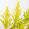Warentuin Natuurlijk - Cupressocyparis leyl gold rider 65 cm