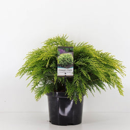 Warentuin Natuurlijk - Chamaecyparis law sunkist 30 cm