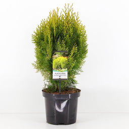 Warentuin Natuurlijk - Platycladus orient aurea nana