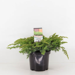 Warentuin Natuurlijk - Juniperus conferta schlager 30 cm