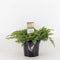 Warentuin Natuurlijk - Juniperus conferta schlager 30 cm