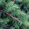Warentuin Natuurlijk - Juniperus conferta schlager 30 cm