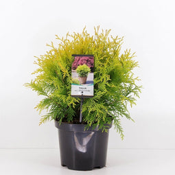 Warentuin Natuurlijk - Thuja occidentalis golden globe 25-30 cm