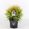 Warentuin Natuurlijk - Thuja occidentalis golden globe 25-30 cm
