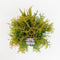 Warentuin Natuurlijk - Thuja occidentalis golden globe 25-30 cm