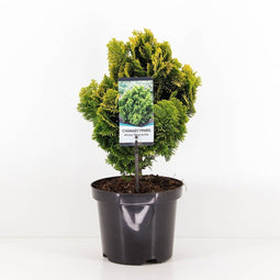 Warentuin Natuurlijk - Chamaecyparis obt nana aurea 40 cm