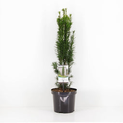 Warentuin Natuurlijk - Taxus baccata fastigiata robusta 40-50 cm