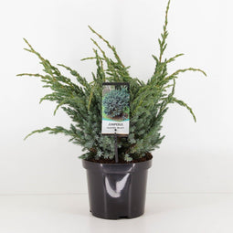 Warentuin Natuurlijk - Juniperus squamata meyeri