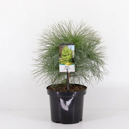 Warentuin Natuurlijk - Pinus wallichiana
