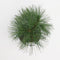 Warentuin Natuurlijk - Pinus wallichiana