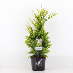 Warentuin Natuurlijk - Chamaecyparis law ivonne 65 cm