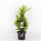 Warentuin Natuurlijk - Chamaecyparis law ivonne 65 cm